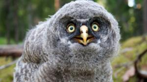 Luontoretkellä: Norjan uusi lintulaji: 25.11.2016 11.30