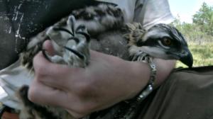 Lintumiehet: 22.07.2016 07.00