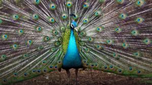 Prisma: Halujen tulkinta: 13.07.2016 19.00