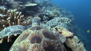 Avara luonto: Australia: 01.10.2016 18.45