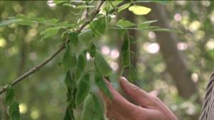 Luonto lähellä (S): 29.08.2016 08.48