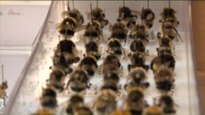 Luonto lähellä: myrkkypistiäiskartoitus: 05.09.2016 08.37