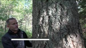 Luonto lähellä: Tulevaisuuden puut (S): 10.10.2016 08.57