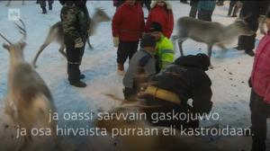 Yle Oddasat: Bigálusáigi lea álgán. / Erotusaika on alkanut.: 09.11.2016 13.42