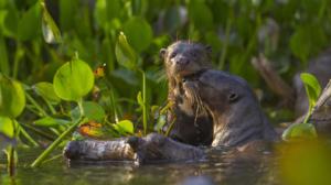 Avara luonto: Kesytön Brasilia: 21.05.2016 18.45