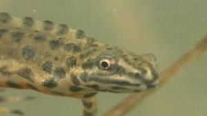 Vesilisko ja sisilisko: 14.07.2016 20.15