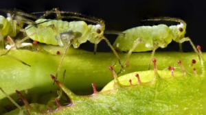 Luontohetki: Attenborough'n erikoiset: 11.06.2016 09.35