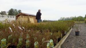 Viherpeukalo lapaset kädessä: 27.05.2016 12.30