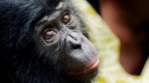 Prisma: Eläimet ja rakkaus: 05.10.2016 19.00