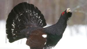 Metso: 05.09.2016 12.00