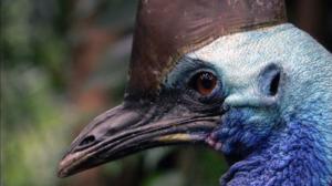 Avara luonto: Australia: 24.09.2016 18.45