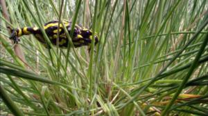 Avara luonto: Australia: 08.10.2016 18.45