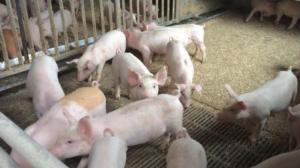 Spotlight: Sikapitkiä matkoja ja muita vihjeitä: 23.05.2016 20.00