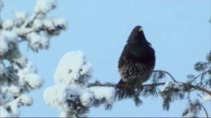 Tarinoita metsästä: Metso ja teeri: 06.06.2016 10.00