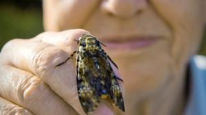 Luontohetki: Attenborough'n erikoiset: 02.07.2016 09.35