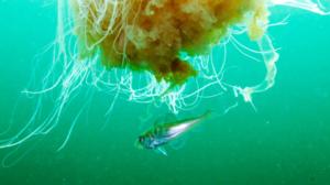 Luontoretkellä: Meduusojen maailmassa: 22.08.2016 16.30