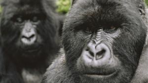 Luontohetki: Attenborough'n erikoiset: 09.07.2016 09.35