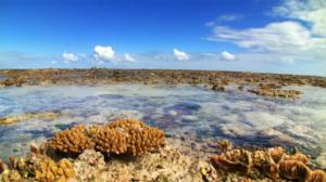 Prisma: Valliriutan salattu elämä: 06.07.2016 19.00