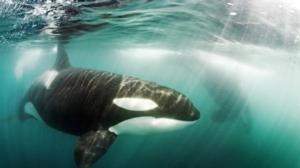 Prisma: Miekkavalaat: 20.07.2016 19.00