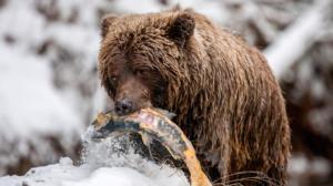 Avara luonto: Villi Kanada: 22.10.2016 18.45