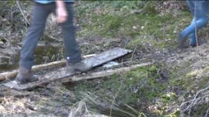 Luonto lähellä: Hyytiälän metsätilan turistit (S): 23.05.2016 07.47