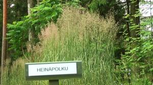 Radio Vega Västnyland: En av Arboretum Magnolias leder: Grässtigen (S): 14.07.2016 11.24