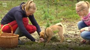 Yle Oddasat: Taan čoovčâ šaddeh ennuv peesihajâšovkkâheh.: 12.08.2016 15.27