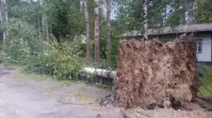 Yle Uutisluokka Triplet: Rauli-myrsky katkaisi sähköt jopa 200 000 taloudelta (S): 29.08.2016 10.34