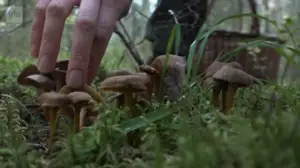 Luonto lähellä (S): 19.09.2016 08.27