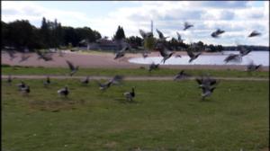 Yle Uutisluokka Triplet: Muuttolinnut valmiina lähtöön (S): 19.09.2016 09.25