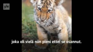 Yle Uutiset Uusimaa: Sesse Koivisto: 29.09.2016 06.07