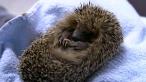 Puoli seitsemän: Seppo Pörhö on pelastanut satoja siilejä: 13.10.2016 10.48