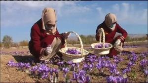Yle Uutisluokka Triplet: Afganistanissa elvytetään maataloutta sahramintuotannolla (S): 24.11.2016 10.39