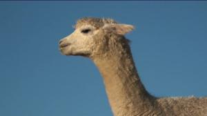 Luonto lähellä: 12.12.2016 08.28