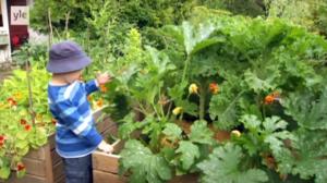 Puutarhan tonttu: 11.08.2016 07.03