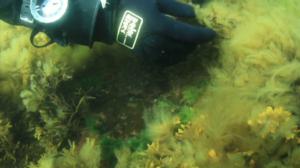 Itämeri pintaa syvemmältä: 18.07.2016 20.24