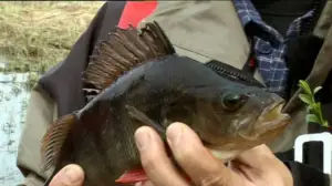 Erätulilla - kalavesillä: 05.07.2016 08.03