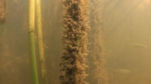 Itämeri pintaa syvemmältä: 25.07.2016 20.25