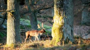 Avara luonto: Tammi täynnä elämää: 03.09.2016 18.42