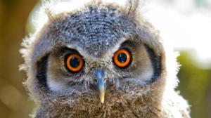 Luontohetki: Attenborough'n erikoiset: 25.06.2016 09.33