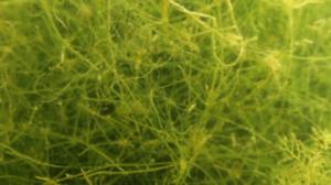 Itämeri pintaa syvemmältä: 29.07.2016 20.25