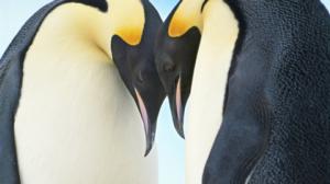 Luontohetki: Attenborough'n erikoiset: 06.08.2016 09.35