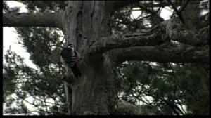 Karvakuonot ja Susikurun seikkailu (S): 17.06.2016 16.00