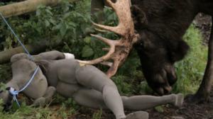 Eläimellistä menoa Norjassa: 04.06.2016 18.30