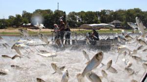 Prisma: Parvibongari: 03.08.2016 19.00