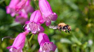 Luontohetki: Attenborough'n erikoiset: 30.07.2016 09.35