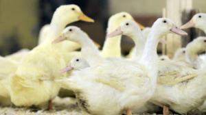 Eläimellistä menoa Norjassa: 11.06.2016 18.30