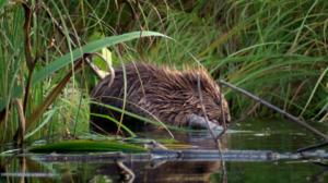 Ulos luontoon: 21.08.2016 18.15