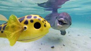 Delfiinit piilokamerassa: 15.07.2016 15.55