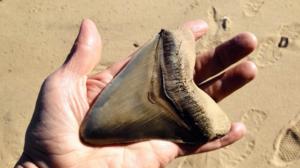 Prisma: Elämän kivinen alku: 30.11.2016 19.00